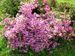 The flowers bursting with color in the garden