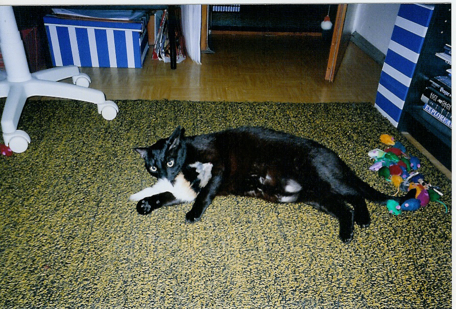 Bohous and Irish mouse 2