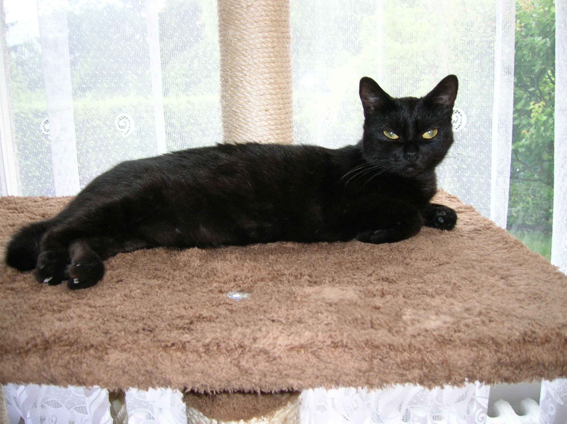 Sarlotaonfavoritetree