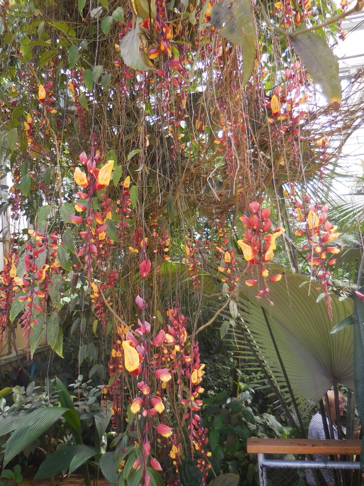 PragueBGgreenhouse12