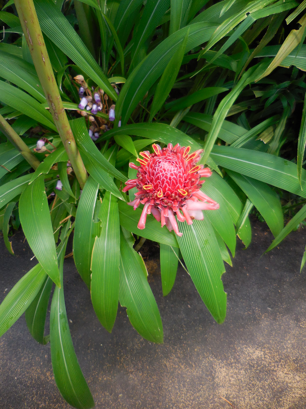 PragueBGgreenhouse16