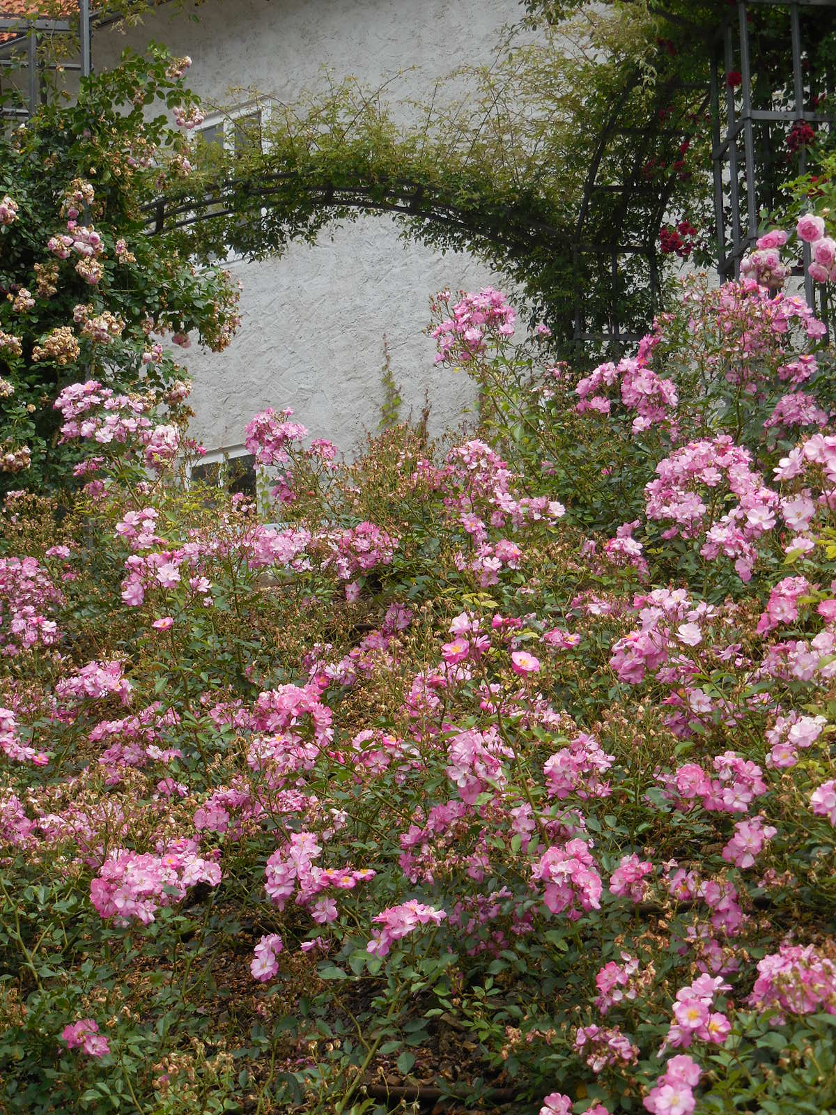 Pruhonice2020extroses10