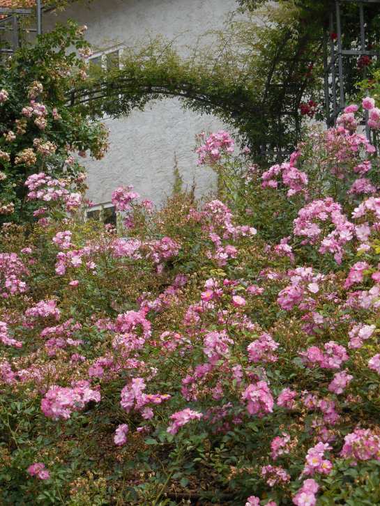 Pruhonice2020extroses10